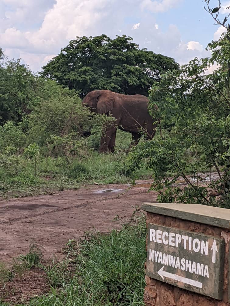 Read more about the article Self Drive Safari Car Hire