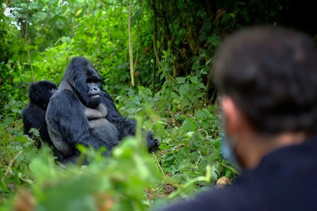 Read more about the article Gorilla Trekking Car Hire Rwanda