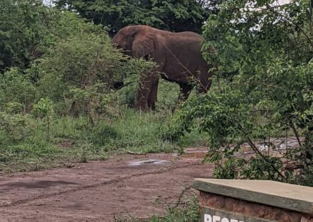 Self Drive Safari Car Hire
