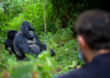 Gorilla Trekking Car Hire Rwanda